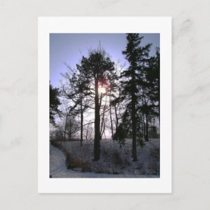 Postal de árboles de invierno