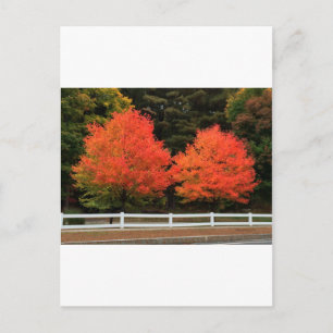 Postal de árboles rojos