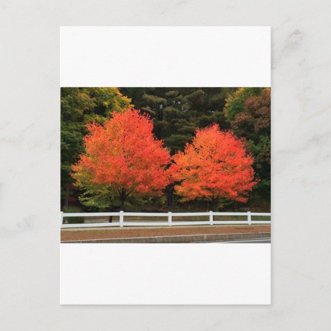 Postal de árboles rojos (Anverso)