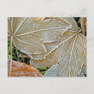 Postal de arce congelada