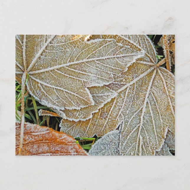 Postal de arce congelada (Anverso)