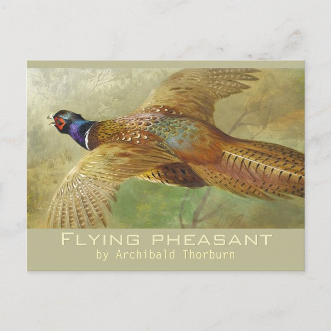 Postal de Archibald Thorburn Flying Pheasant CC067 (Anverso)