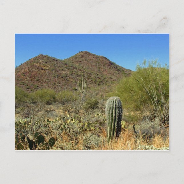 Postal de Arizona (Anverso)