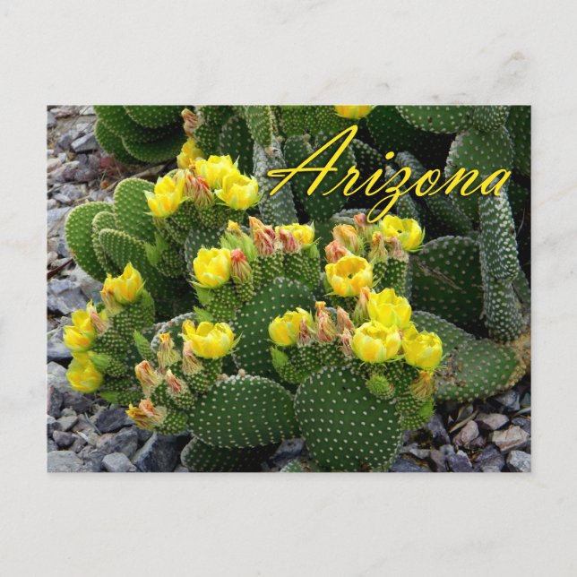 Postal de Arizona, Cactus de Pear espinoso (Anverso)