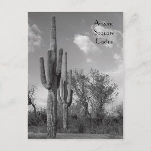 Postal de Arizona Saguaro