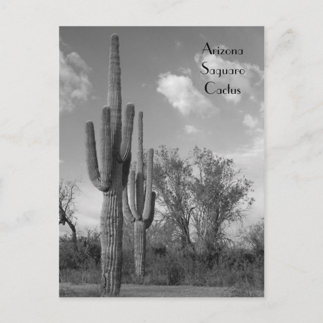 Postal de Arizona Saguaro (Anverso)
