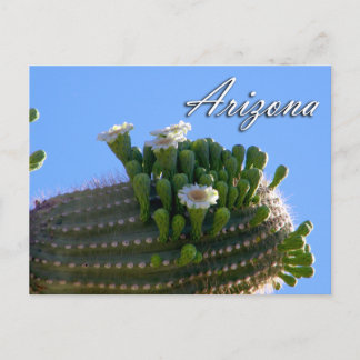 Postal de Arizona, Saguaro Cactus