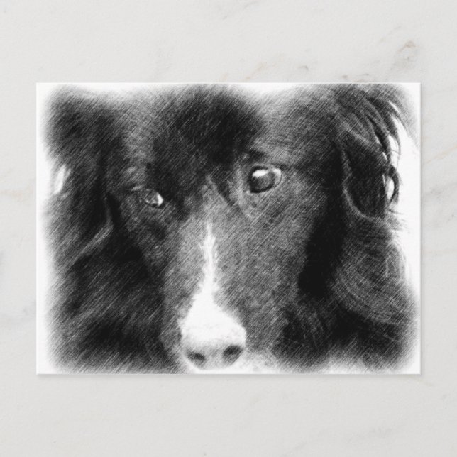 Postal de arte animal Black Border Collie (Anverso)