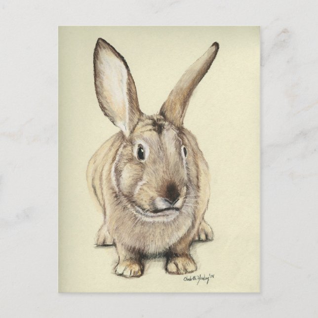 Postal de arte animal "Brown Bunny" (Anverso)