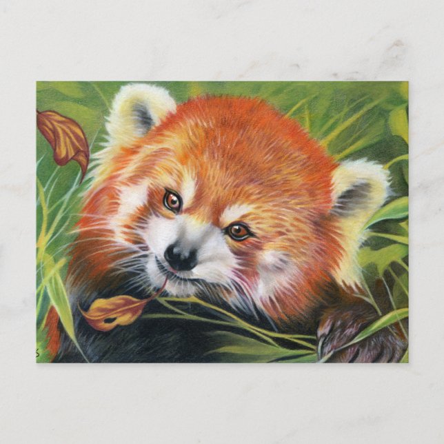 postal de arte animal del Panda Rojo (Anverso)