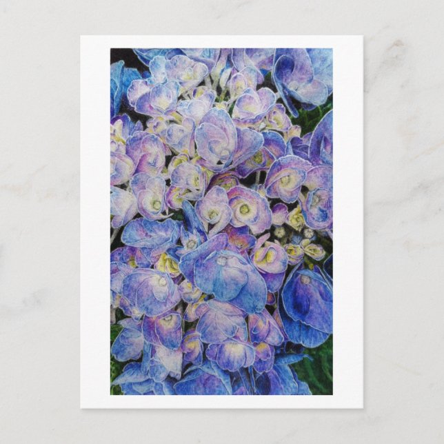 Postal de arte botánico Blue Hydrangea (Anverso)