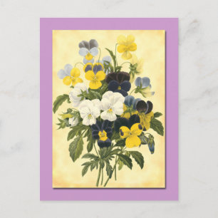 Postal de arte botánico Pansy Violets