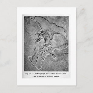 postal de arte de Archaeopteryx