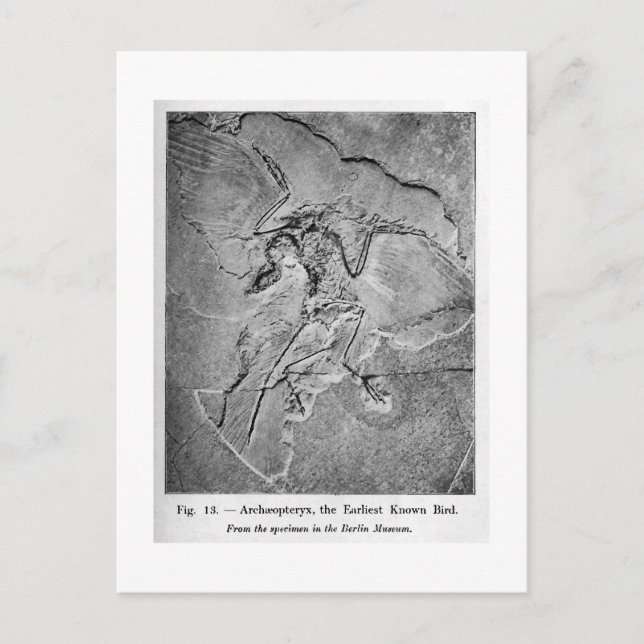 postal de arte de Archaeopteryx (Anverso)