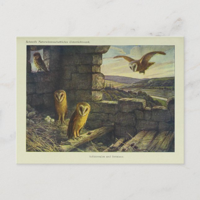 Postal de arte de búhes de grano de época (Anverso)