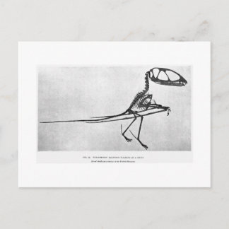 Postal de arte de Dimorphodon macronyx