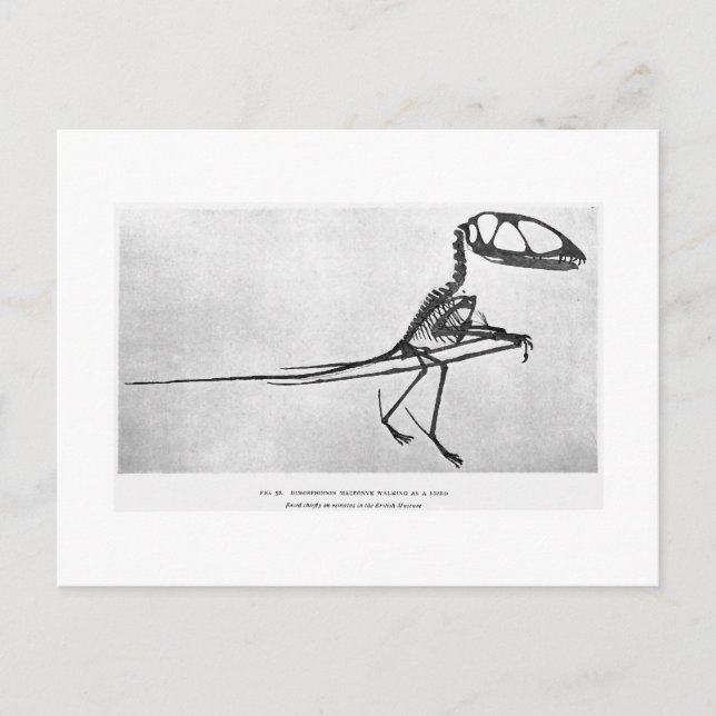 Postal de arte de Dimorphodon macronyx (Anverso)