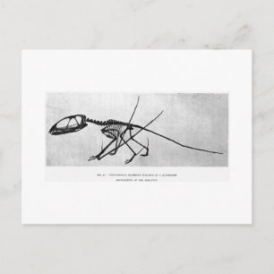 Postal de arte de Dimorphodon macronyx