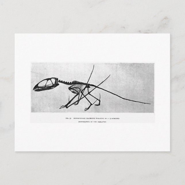 Postal de arte de Dimorphodon macronyx (Anverso)