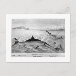 postal de arte de Fish Lizards