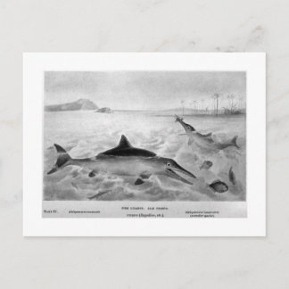 postal de arte de Fish Lizards