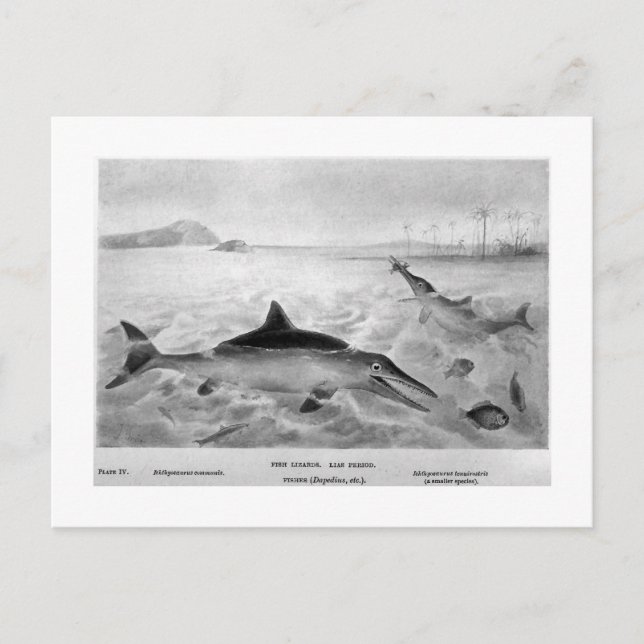 postal de arte de Fish Lizards (Anverso)