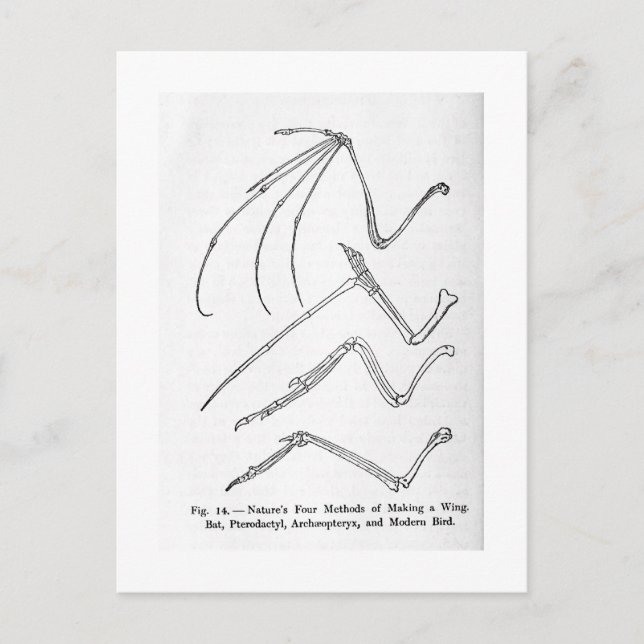 Postal de arte de las cuatro alas de la naturaleza (Anverso)