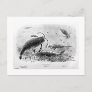 postal de arte de los escorpiones marinos