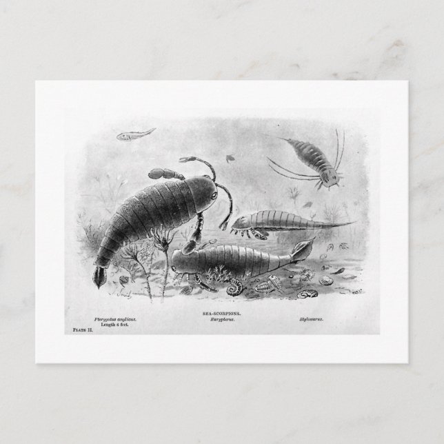 postal de arte de los escorpiones marinos (Anverso)