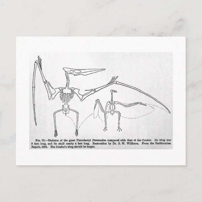 Postal de arte de Pteranodon skeleton (Anverso)