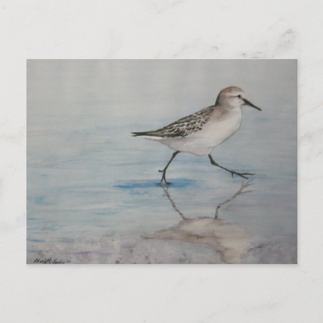 Postal de arte de Sand Piper Bird (Anverso)