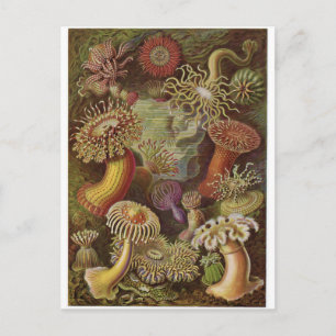 Postal de arte Ernst Haeckel: Actiniae