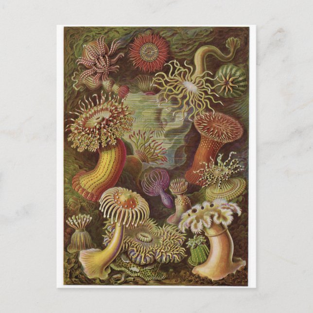 Postal de arte Ernst Haeckel: Actiniae (Anverso)