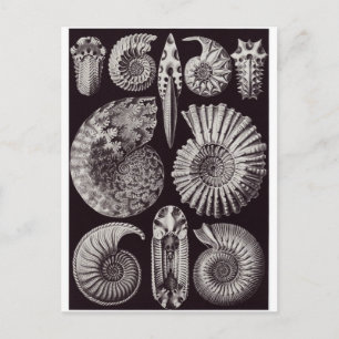 Postal de arte Ernst Haeckel: Ammonitida