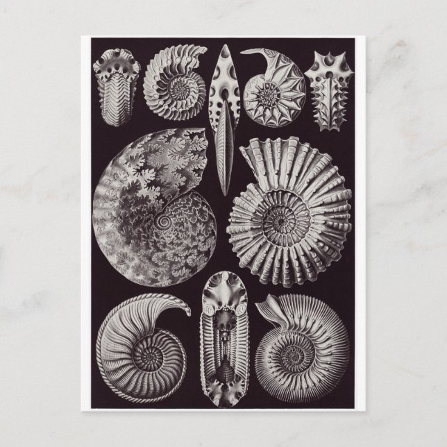 Postal de arte Ernst Haeckel: Ammonitida (Anverso)