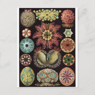 Postal de arte Ernst Haeckel: Ascidiae