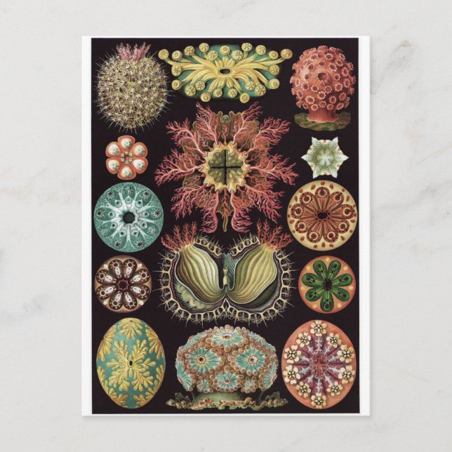 Postal de arte Ernst Haeckel: Ascidiae (Anverso)