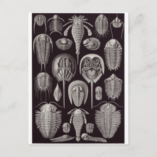 Postal de arte Ernst Haeckel: Aspidonia