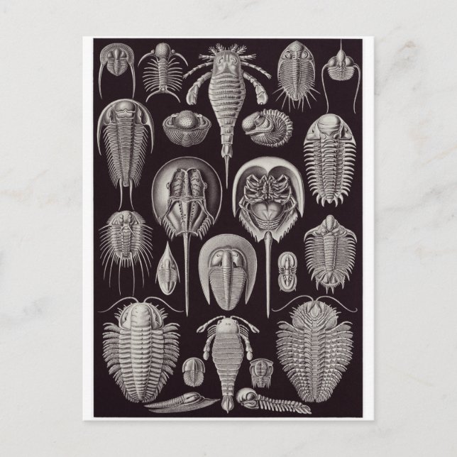 Postal de arte Ernst Haeckel: Aspidonia (Anverso)