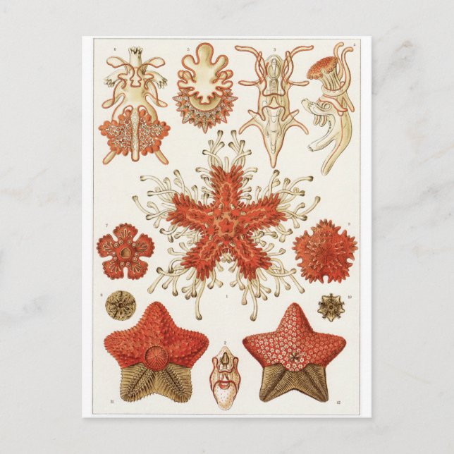 Postal de arte Ernst Haeckel: Asteridea (Anverso)
