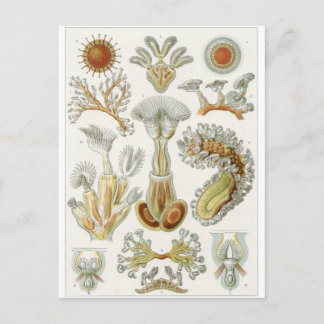 Postal de arte Ernst Haeckel: Bryozoa