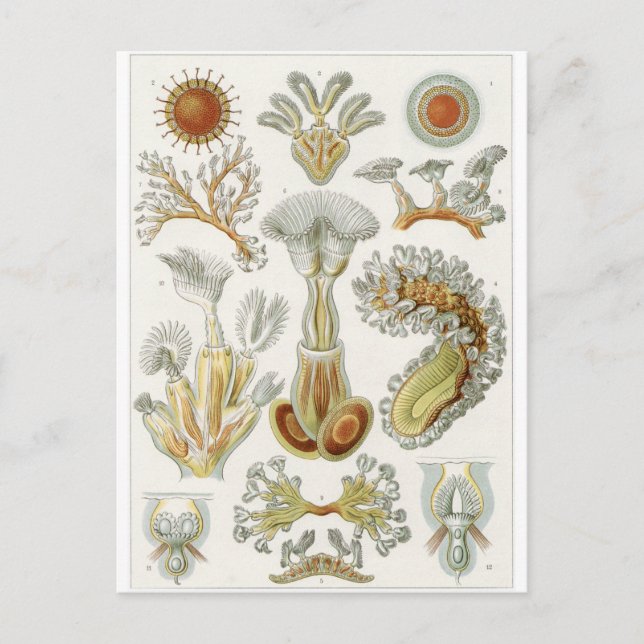 Postal de arte Ernst Haeckel: Bryozoa (Anverso)