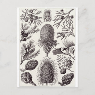 Postal de arte Ernst Haeckel: Coniferae