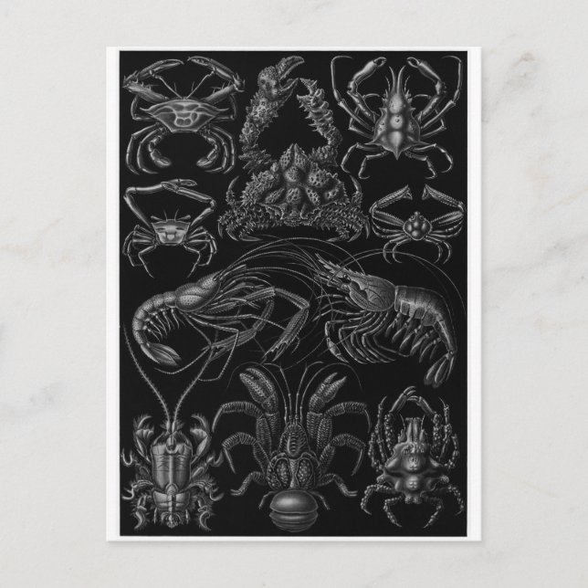 Postal de arte Ernst Haeckel: Decapoda (Anverso)