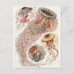 Postal de arte Ernst Haeckel: Discomedusae