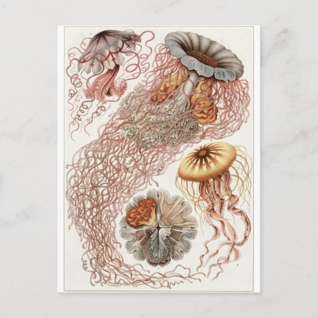 Postal de arte Ernst Haeckel: Discomedusae (Anverso)