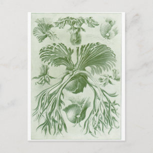 Postal de arte Ernst Haeckel: Filicinae