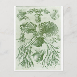 Postal de arte Ernst Haeckel: Filicinae