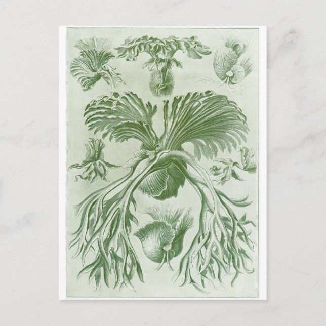 Postal de arte Ernst Haeckel: Filicinae (Anverso)