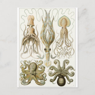 Postal de arte Ernst Haeckel: Gamochonia